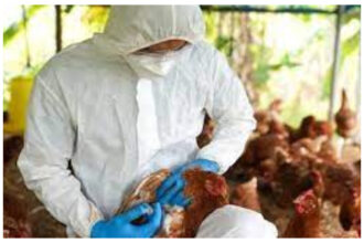 gripe-aviária-no-brasil-casos-em-aves-silvestres-chegam-a-80-confirma-agricultura