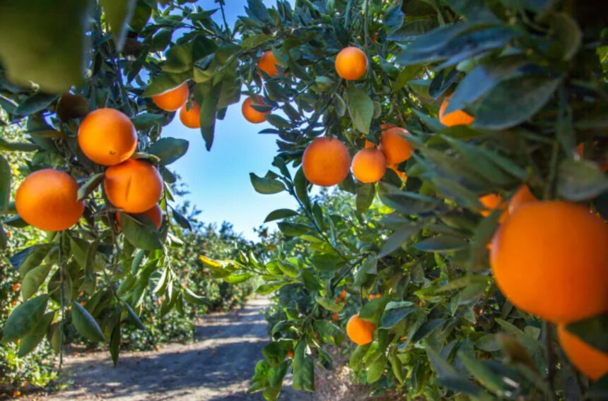 ameaca-de-greening-cresce-nos-laranjais-brasileiros-e-pressiona-os-precos-da-vitamina-c