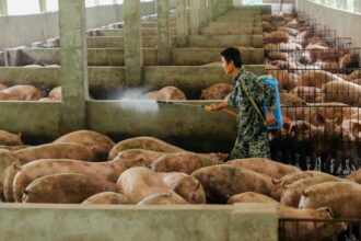 abate-em-massa-na-china-faz-preços-de-suínos-despencarem