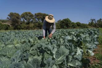 agricultores-pedem-mais-dinheiro-para-seguro-de-safra-no-brasil