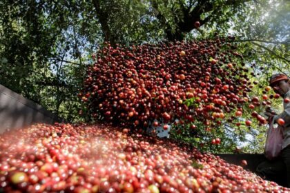 café-arábica-recua-após-atingir-máxima-em-meses