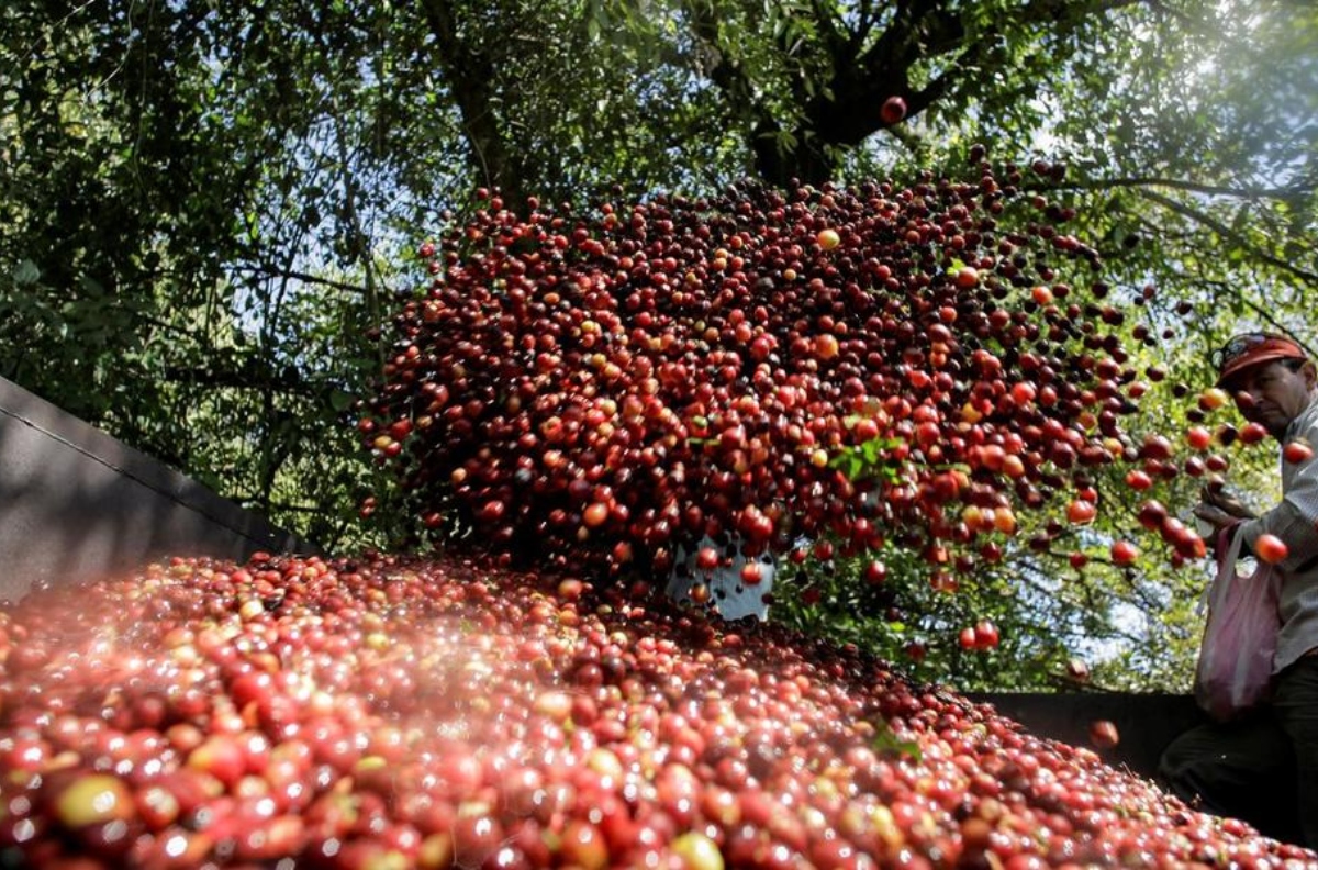 café-arábica-recua-após-atingir-máxima-em-meses