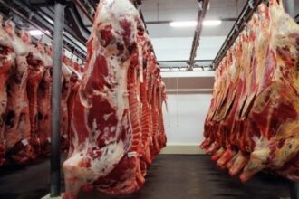 crescimento-de-11-no-abate-de-bovinos-marca-máxima-de-uma-década-no-brasil