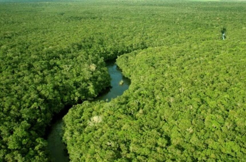 brasil-lança-fundo-global-de-conservação-florestal-buscando-us$250-bi